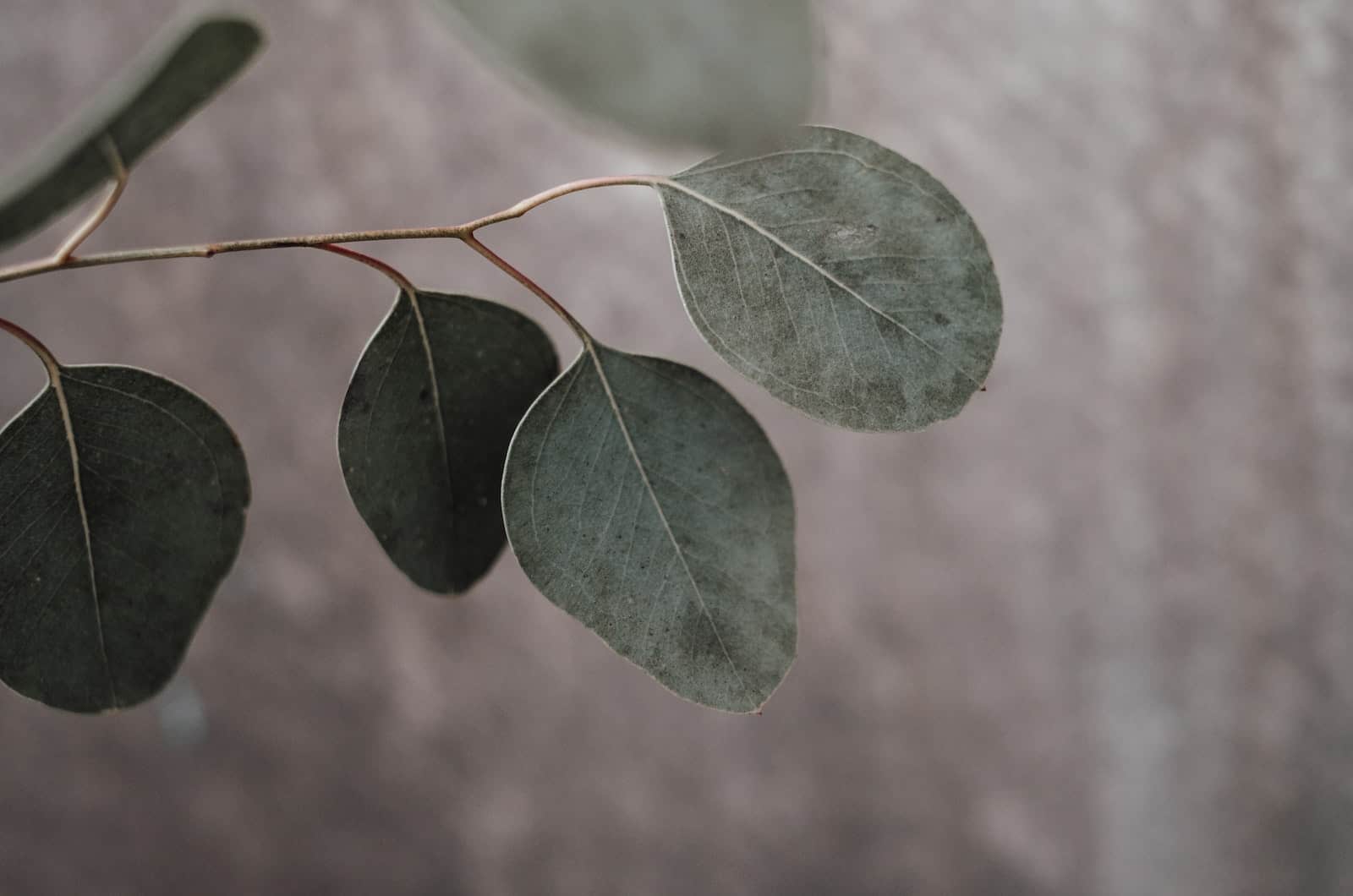 eucalyptus leaves