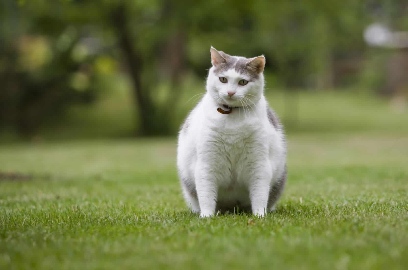 fat cat sitting on grass