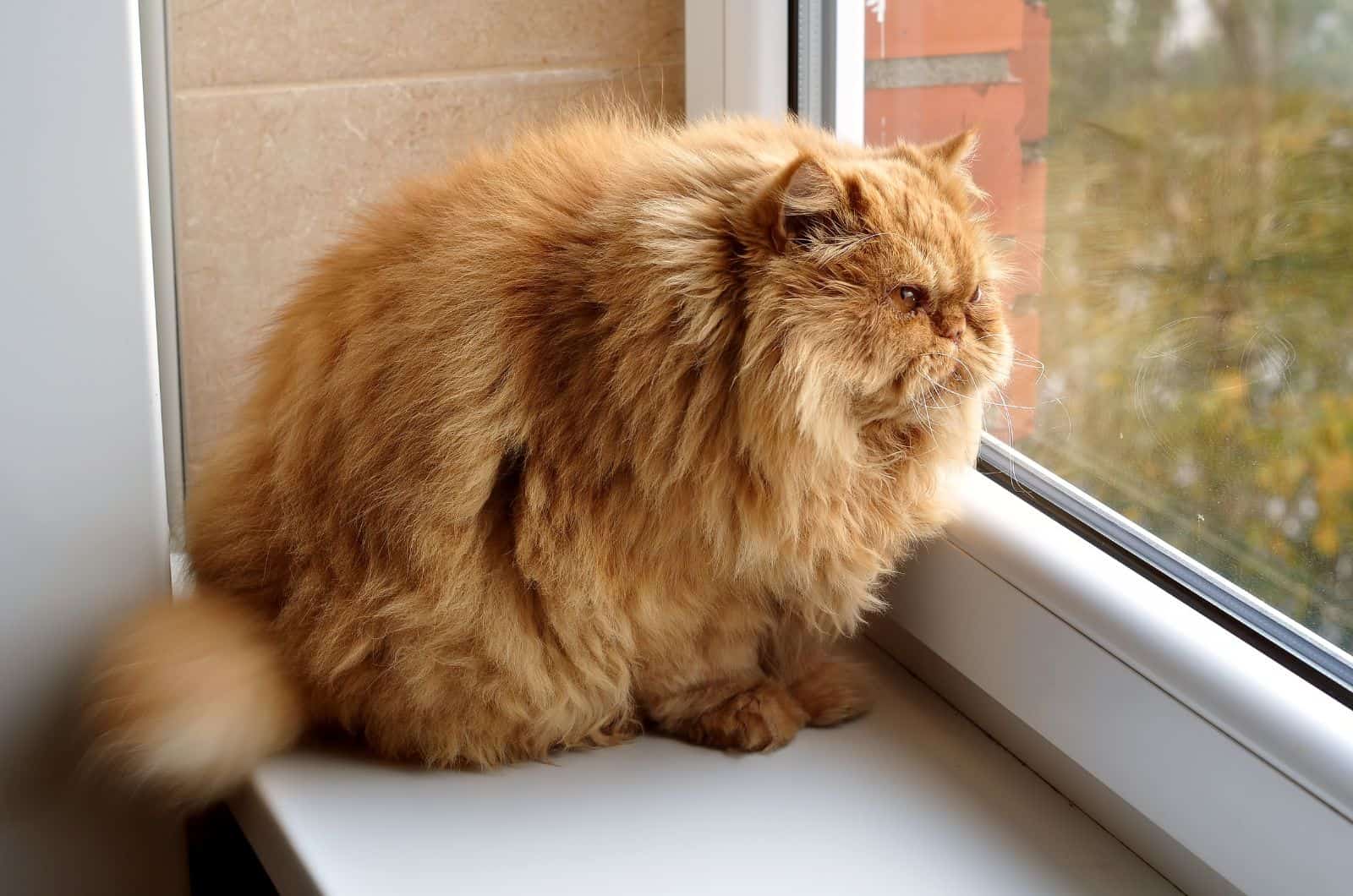 fat cat sleeping by window