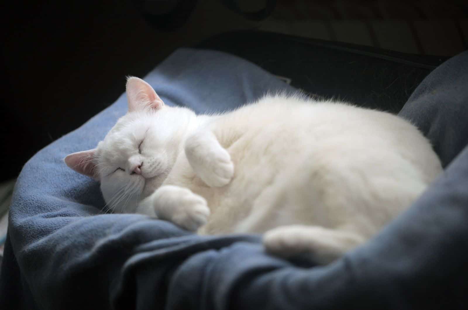 fat cat sleeping on bed