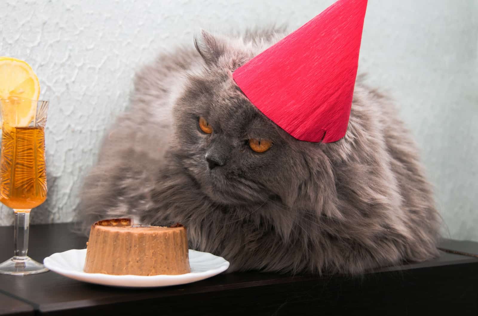 funny cat eating a birthday cake