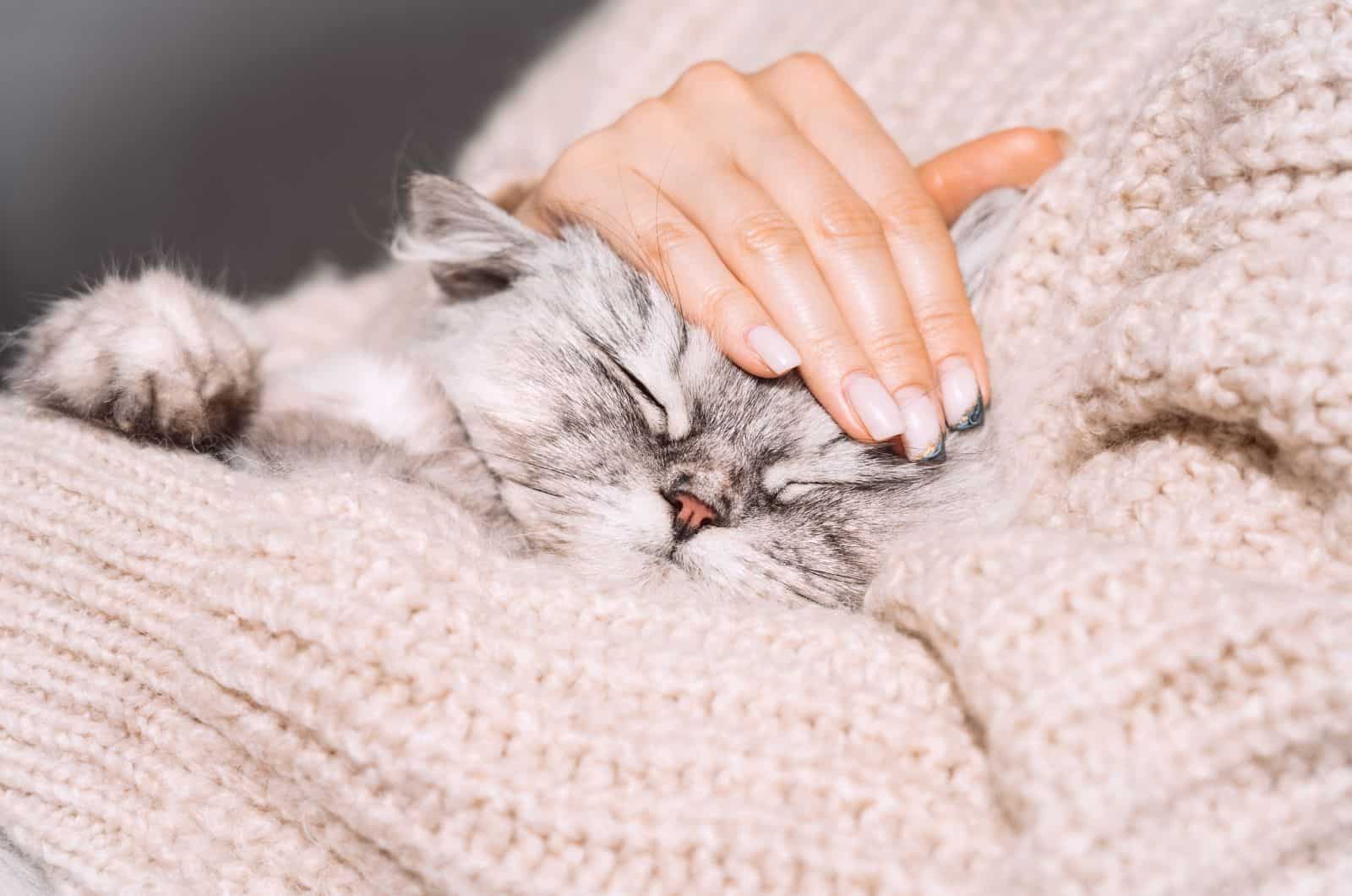 girl petting her cat