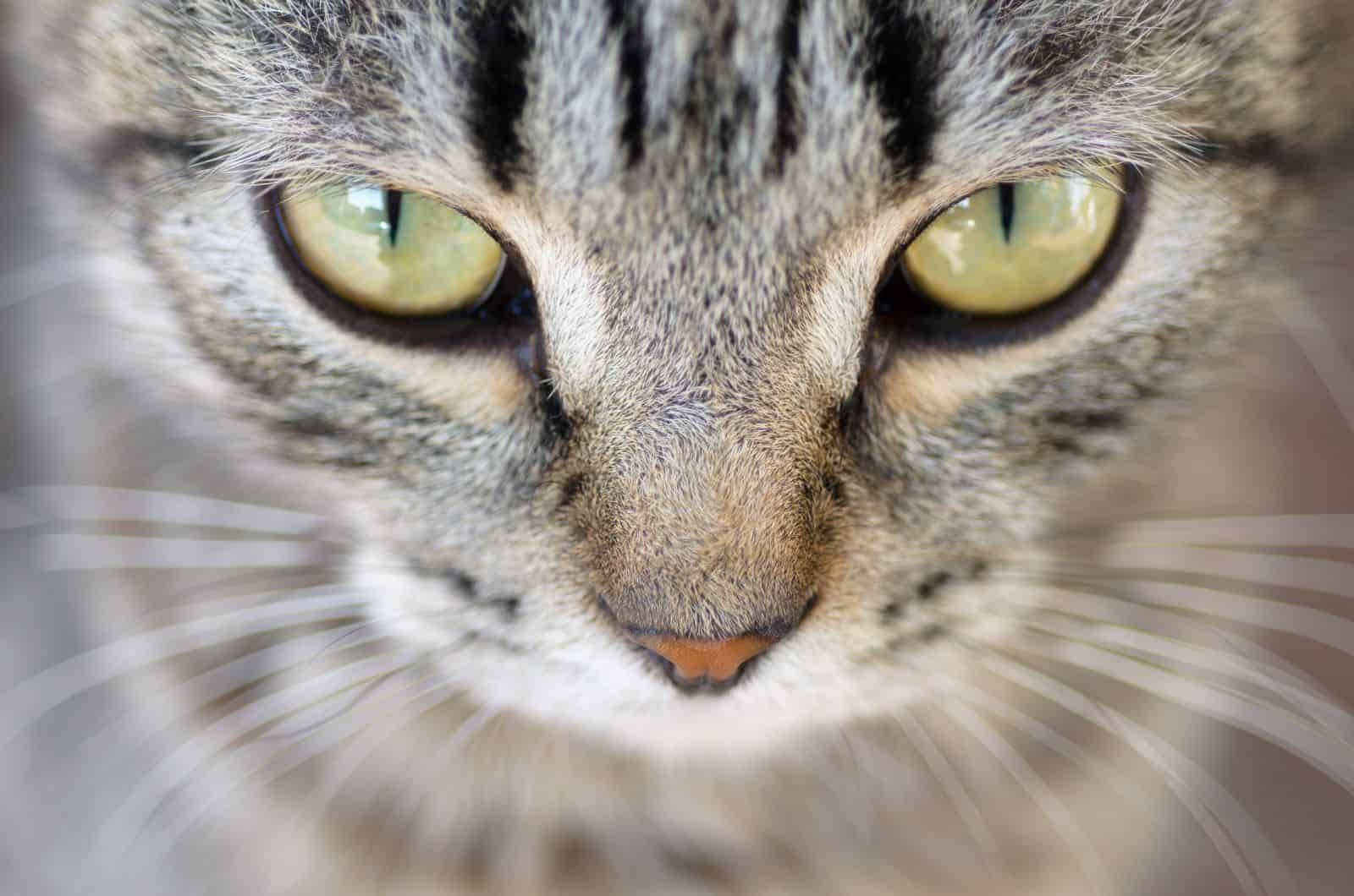 grey cat looking at camera