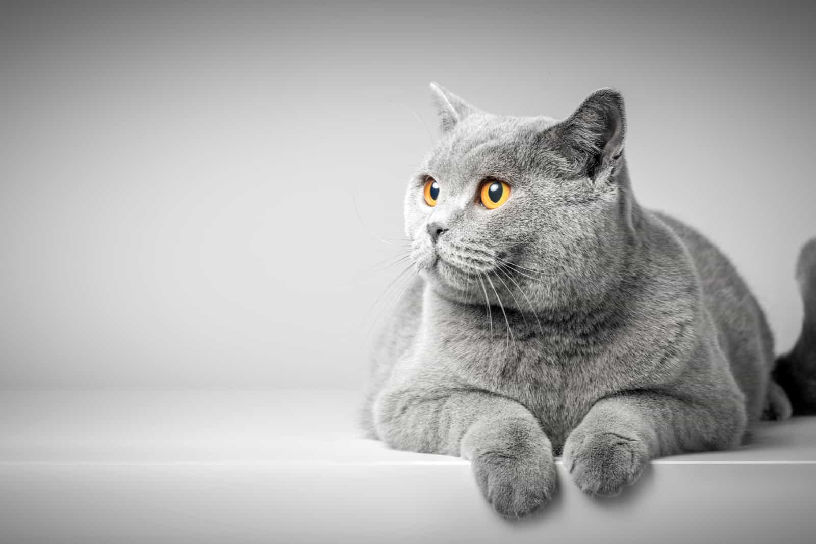 grey cat posing for camera