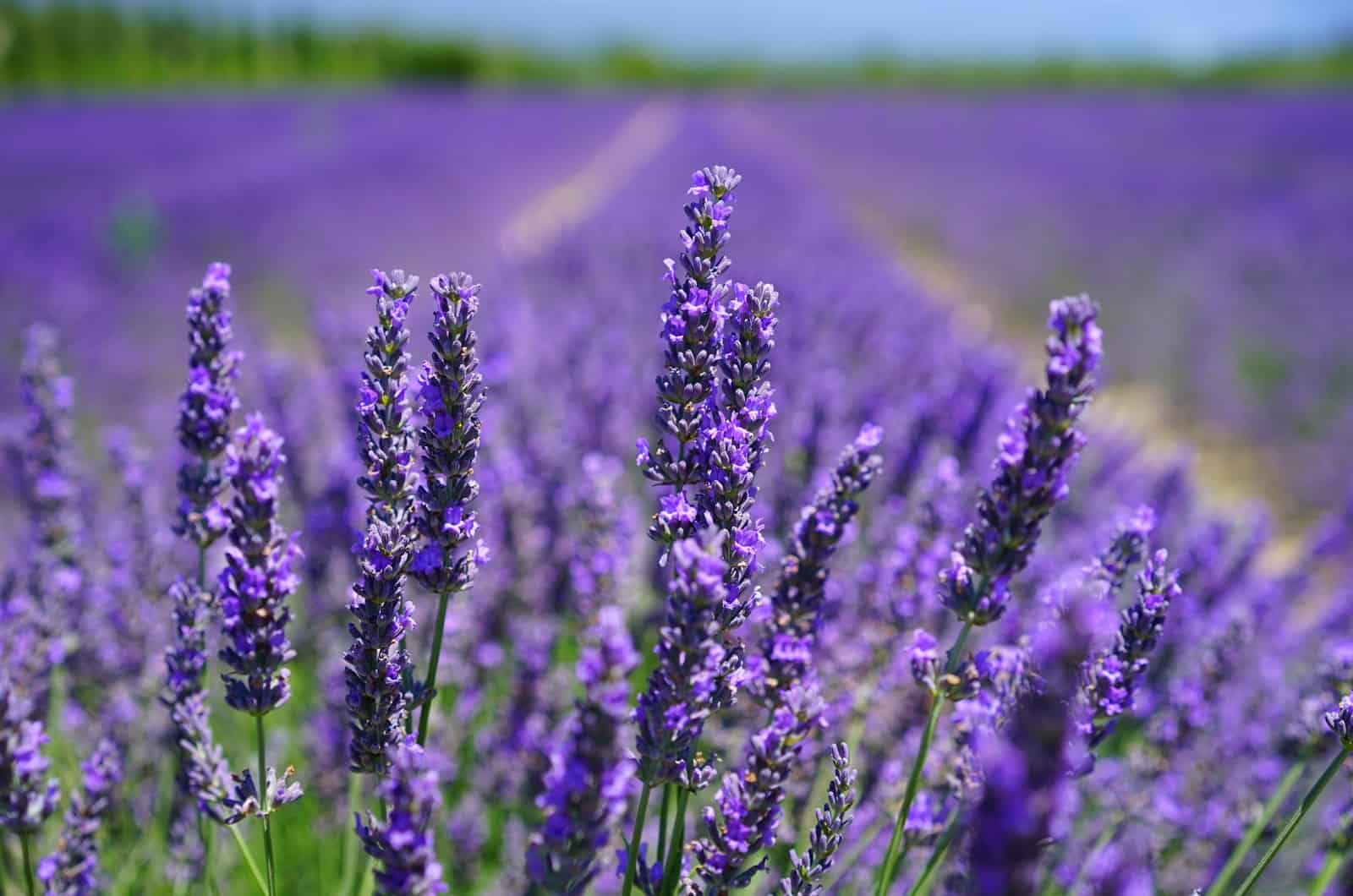 lavender field