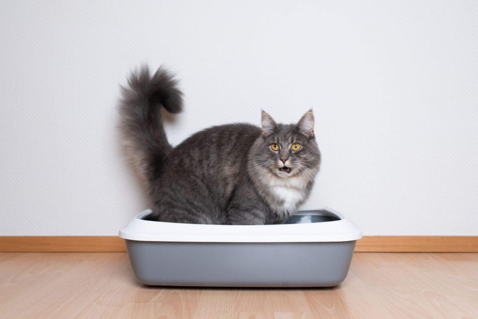 maine coon cat sitting in cat litter box 
