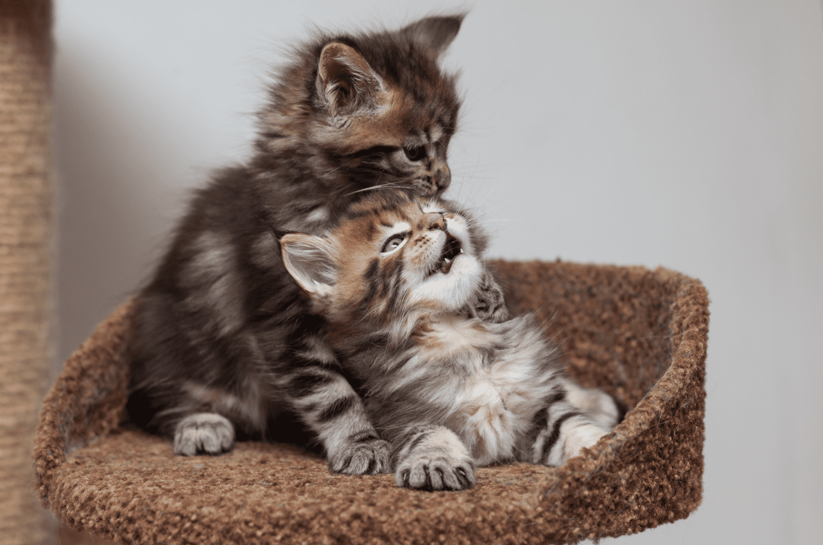 maine coon kittens playing