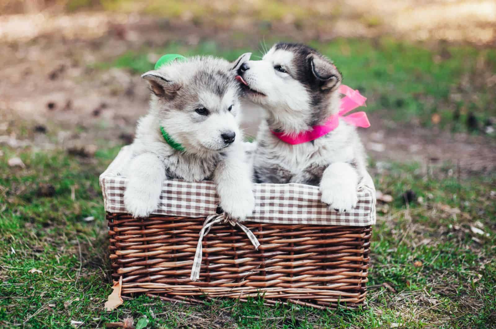 malamute puppies are sitting in a brown basket and licking each othe