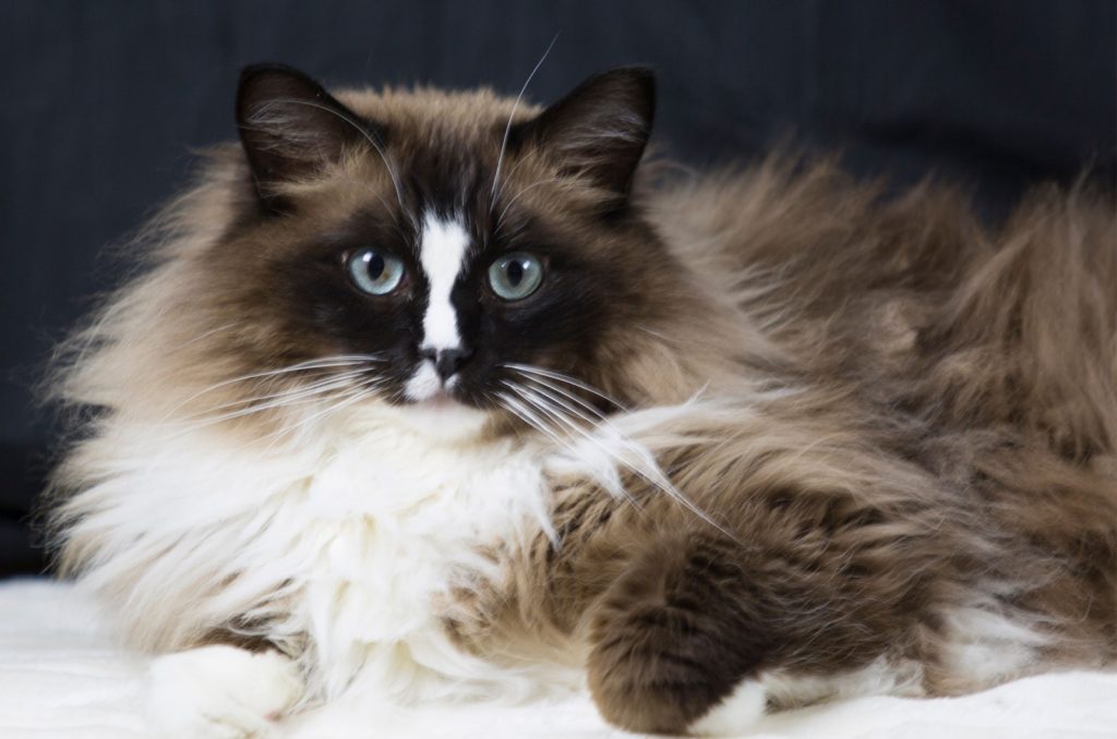 Mink Ragdoll: The Ultimate Guide To These Unique Kitties