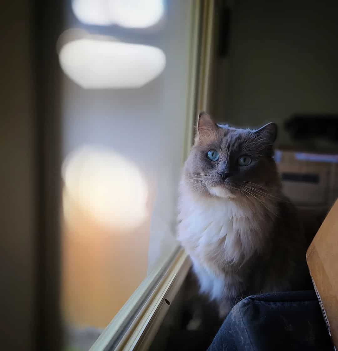 mink ragdoll next to a window