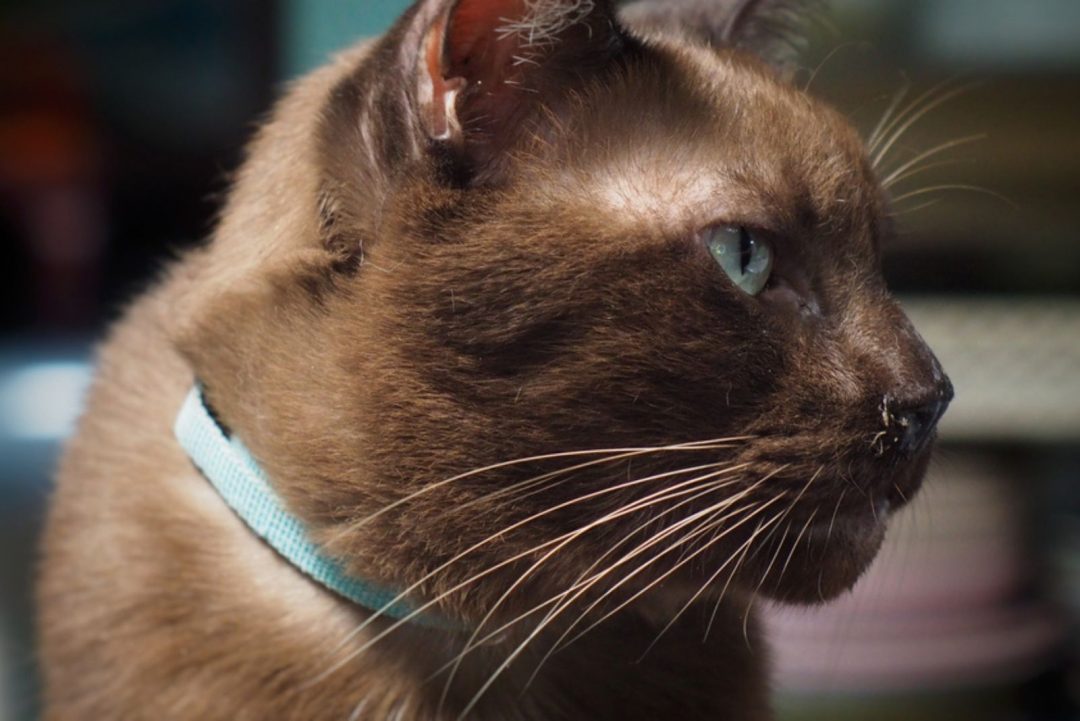 Cat Nose Crusty Black Getting Rid Of Those Black Boogers