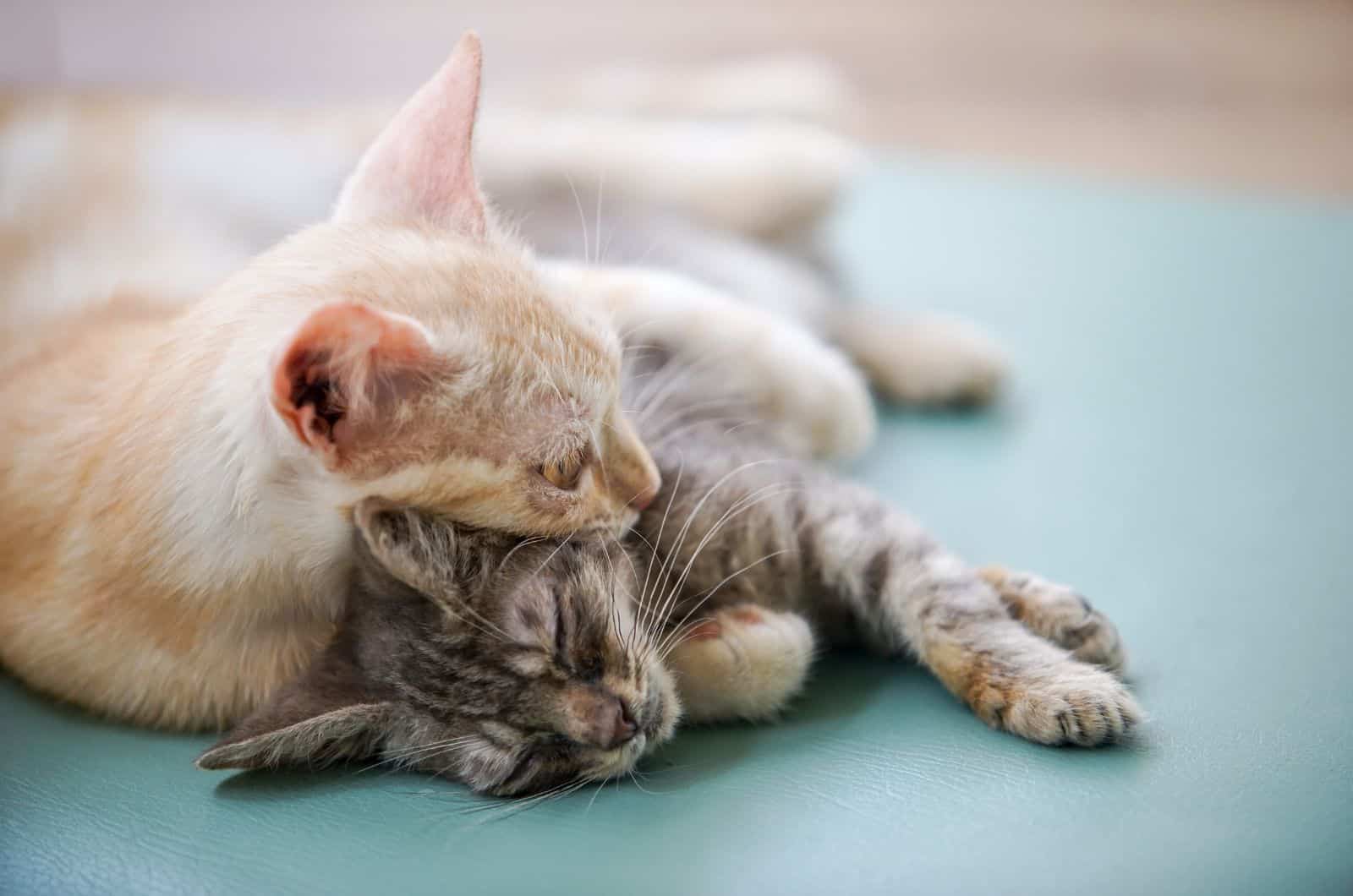 orange and grey cat playing on bed