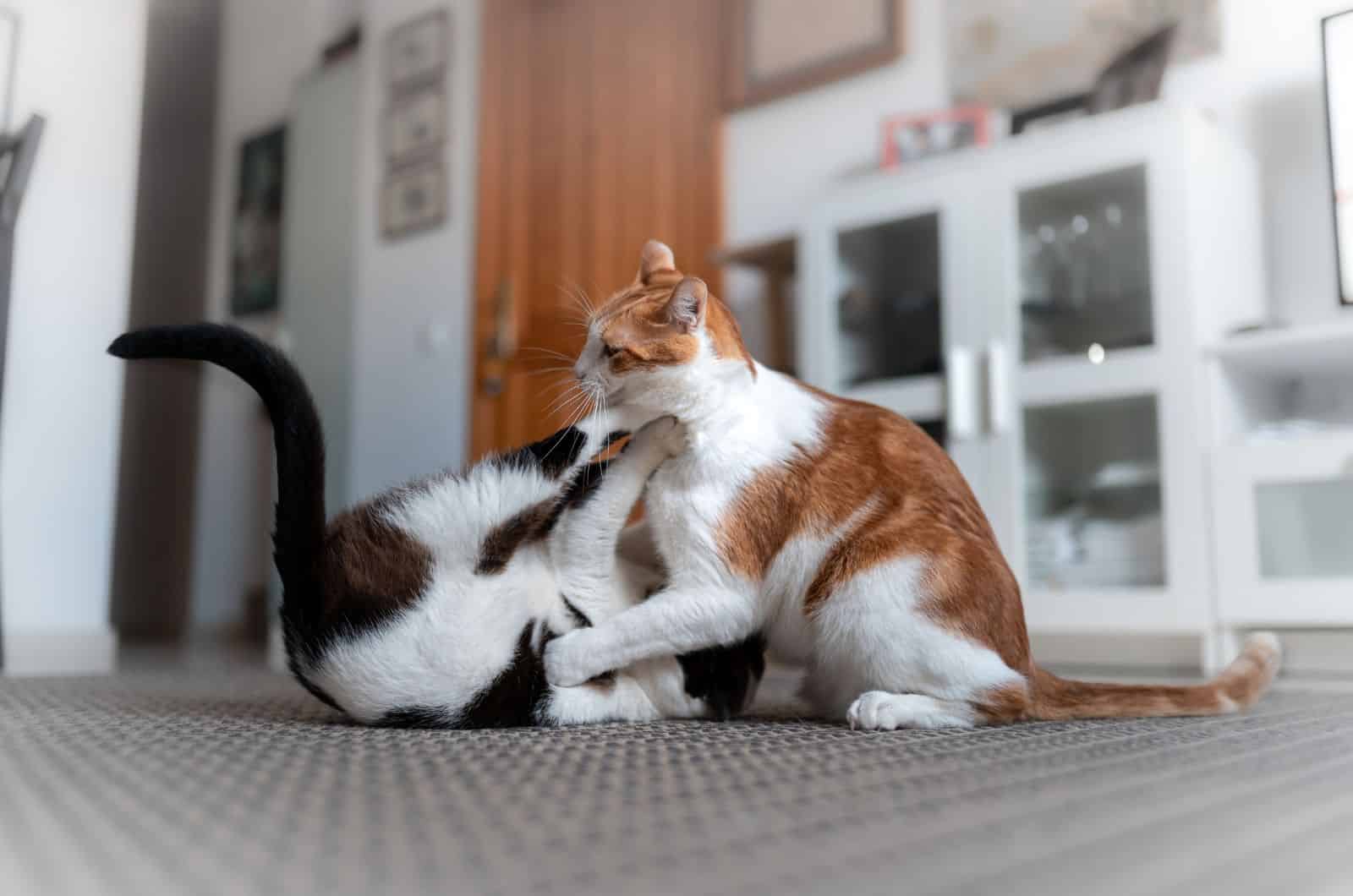 orange and grey cat playing