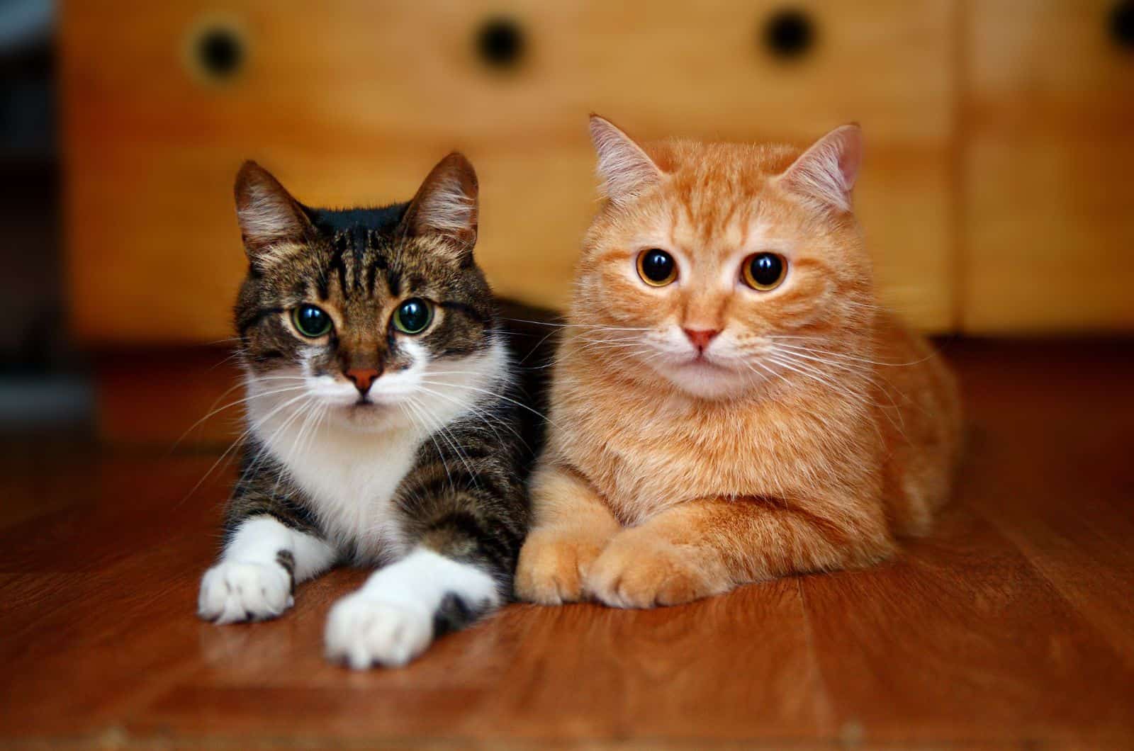 orange and grey cat sitting on floor