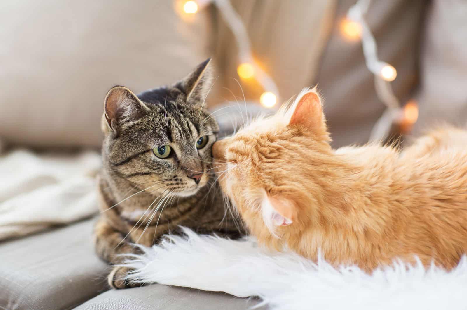 orange and grey cat sitting on sofa