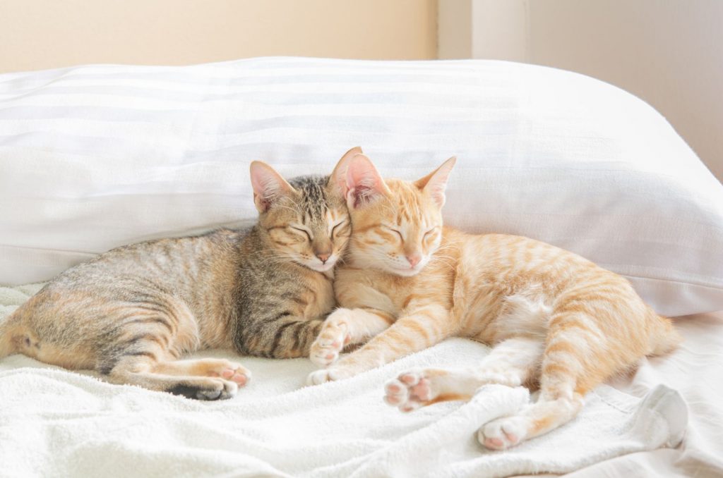 300+ Best Brother And Sister Cat Names