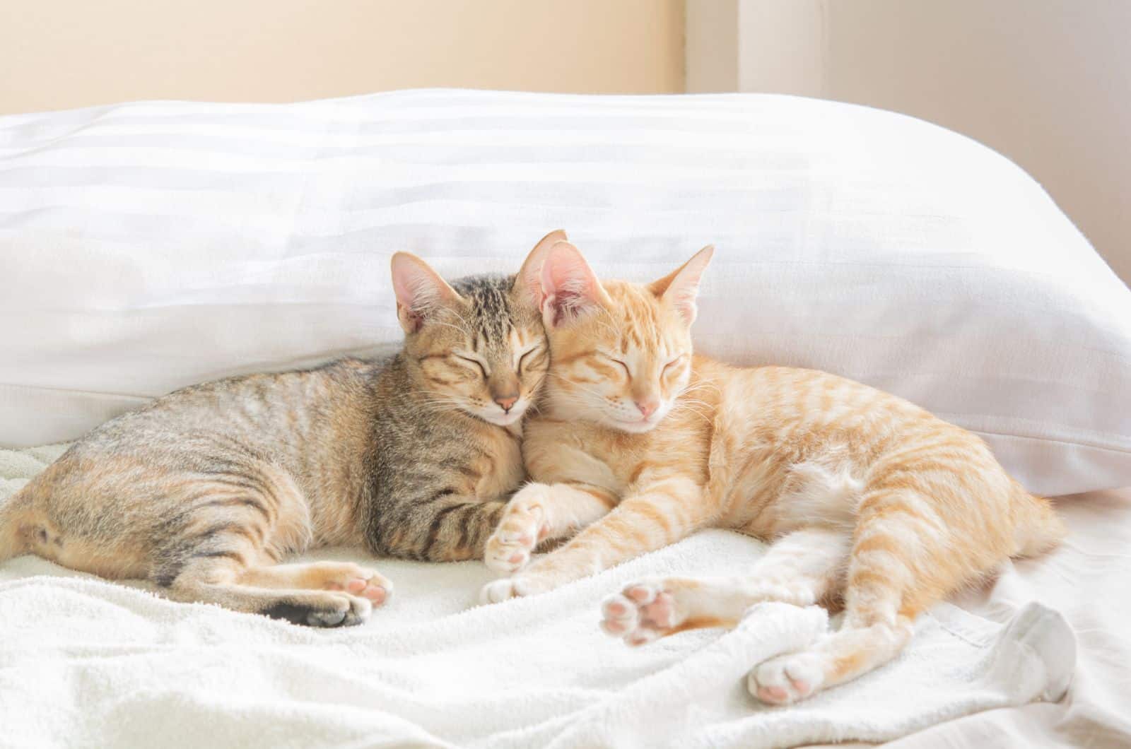 orange and grey cat sleeping on bed