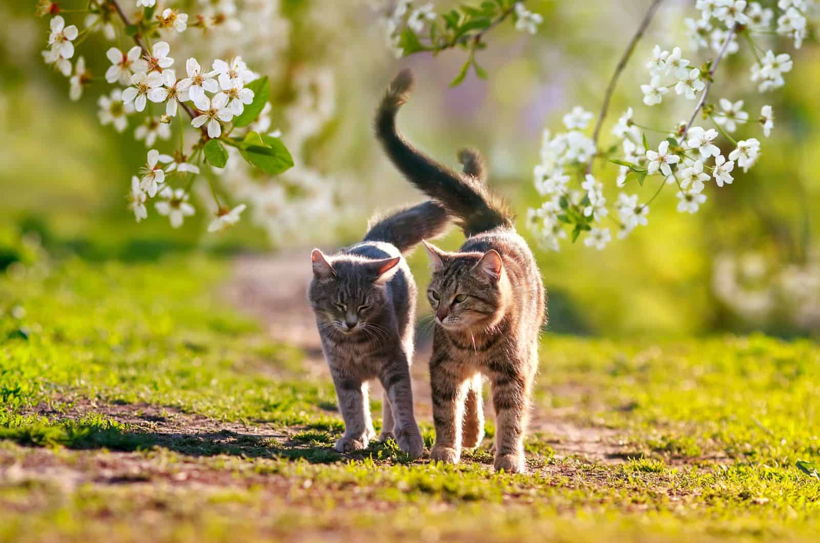 orange and grey cat walking outside