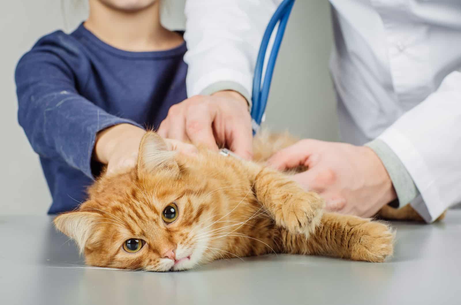 orange cat at the vet