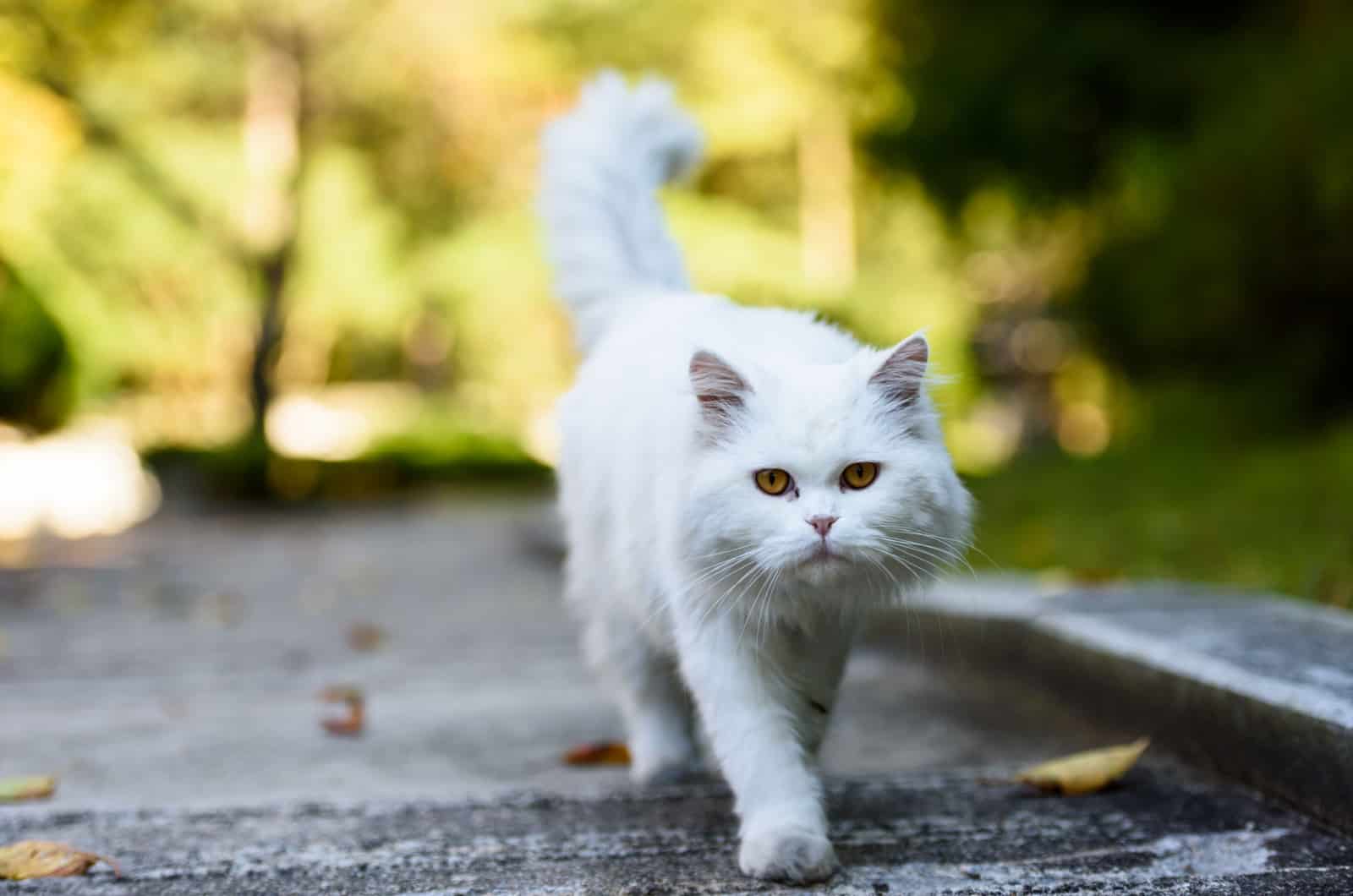 persian cat walking