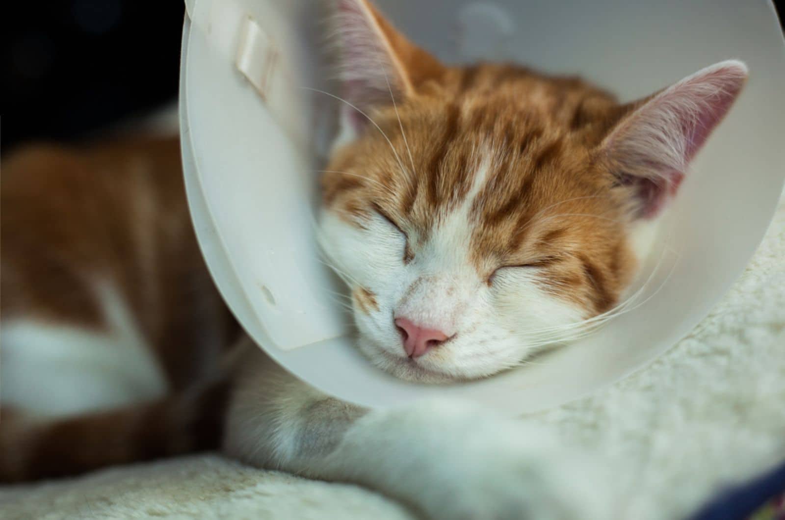 photo of a young ginger tomcat in a plastic Buster collar