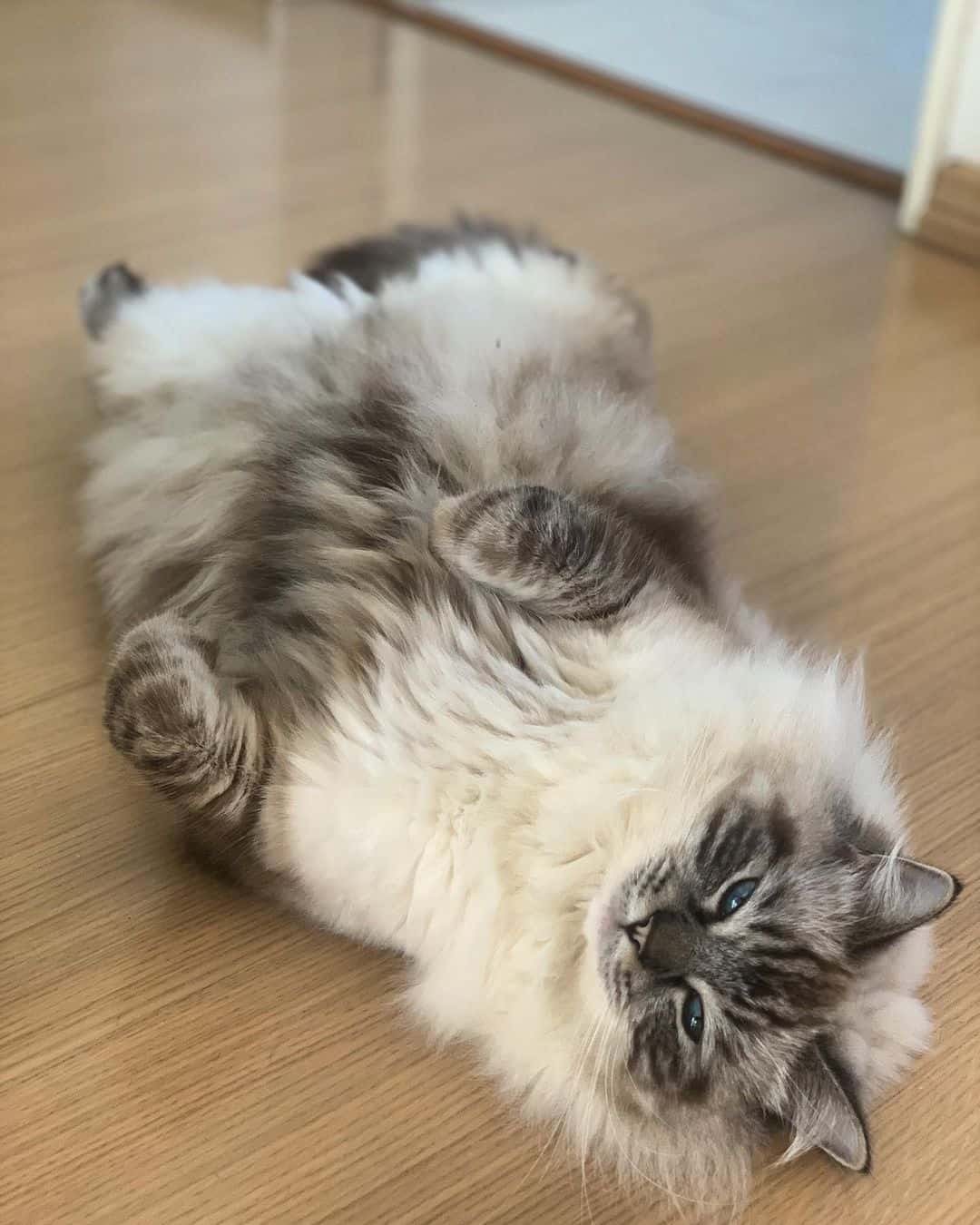 ragdoll seal lynx