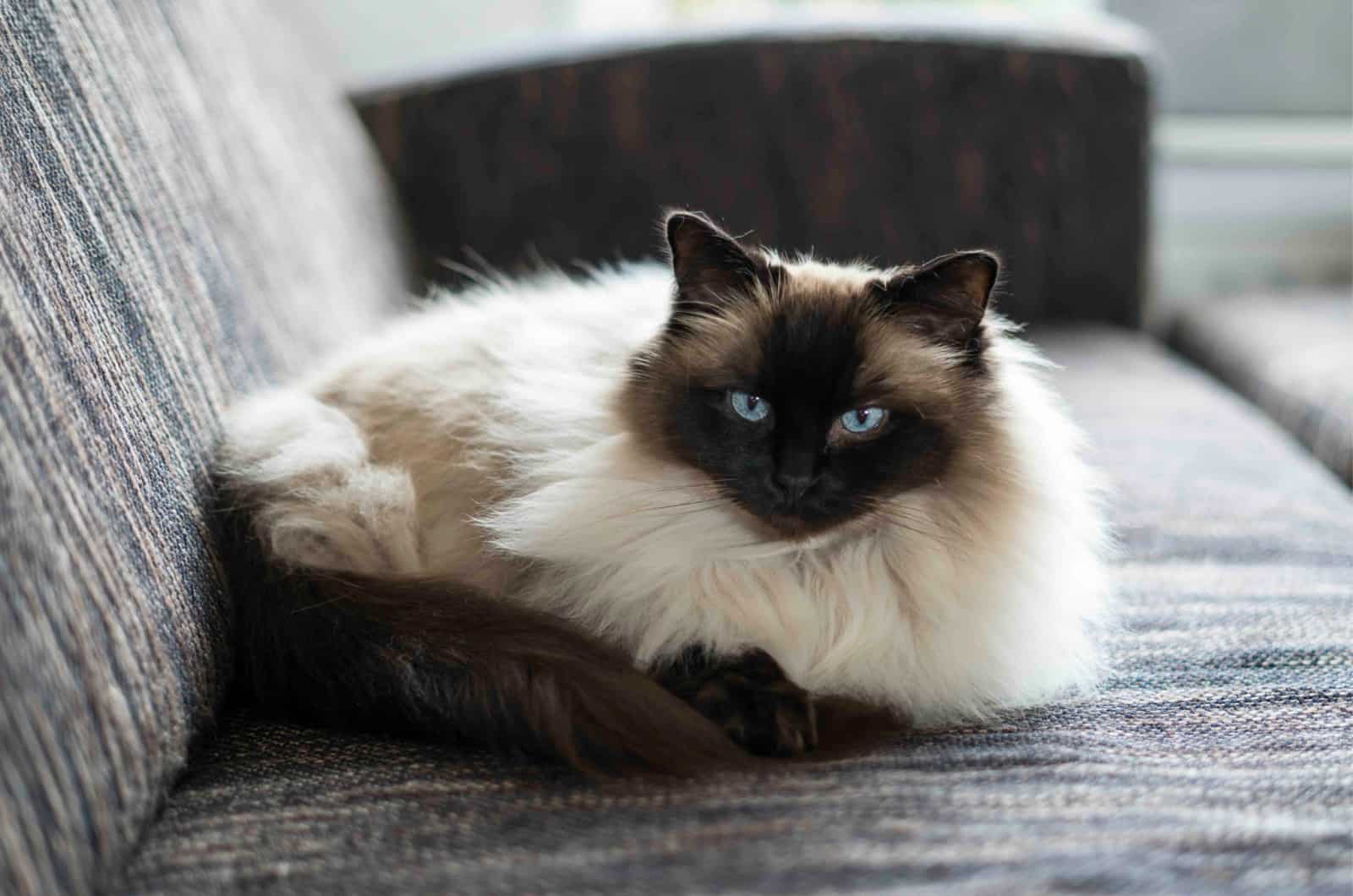 The Rare Ragdoll Seal Lynx, Its Coat Patterns & Colors