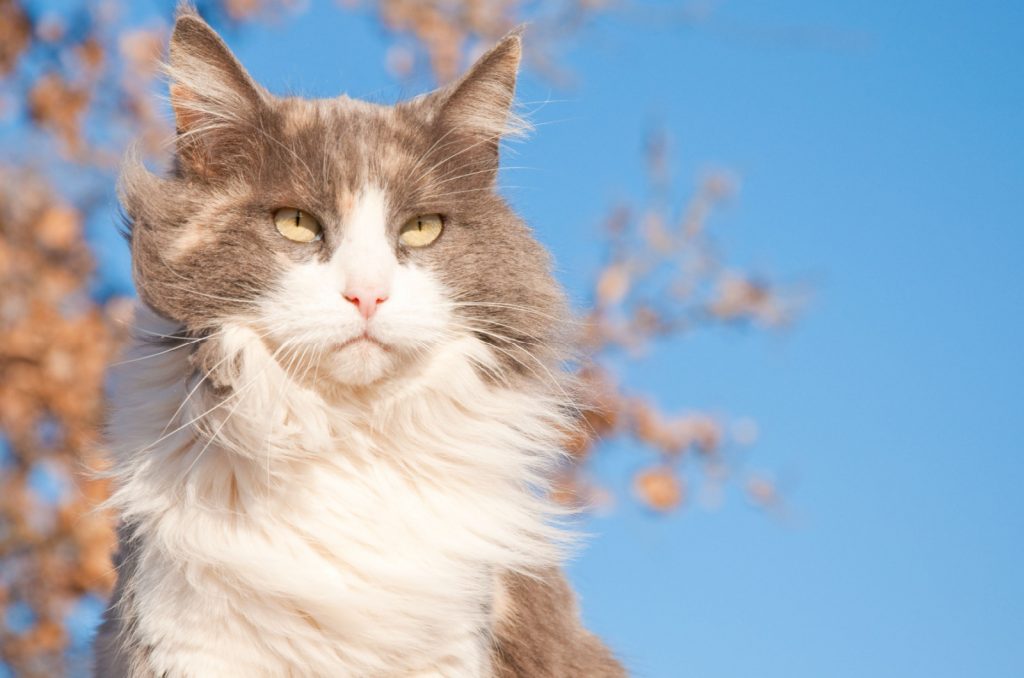 Dilute Calico Cat Everything You’ve Ever Wanted To Know