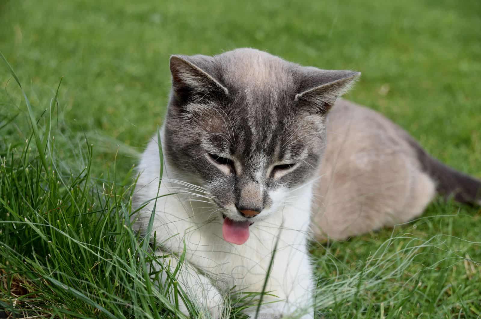 sick cat lying outside