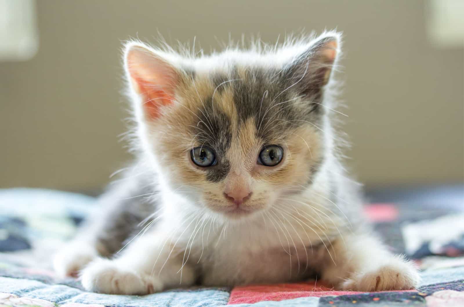 small dilute calico kitten