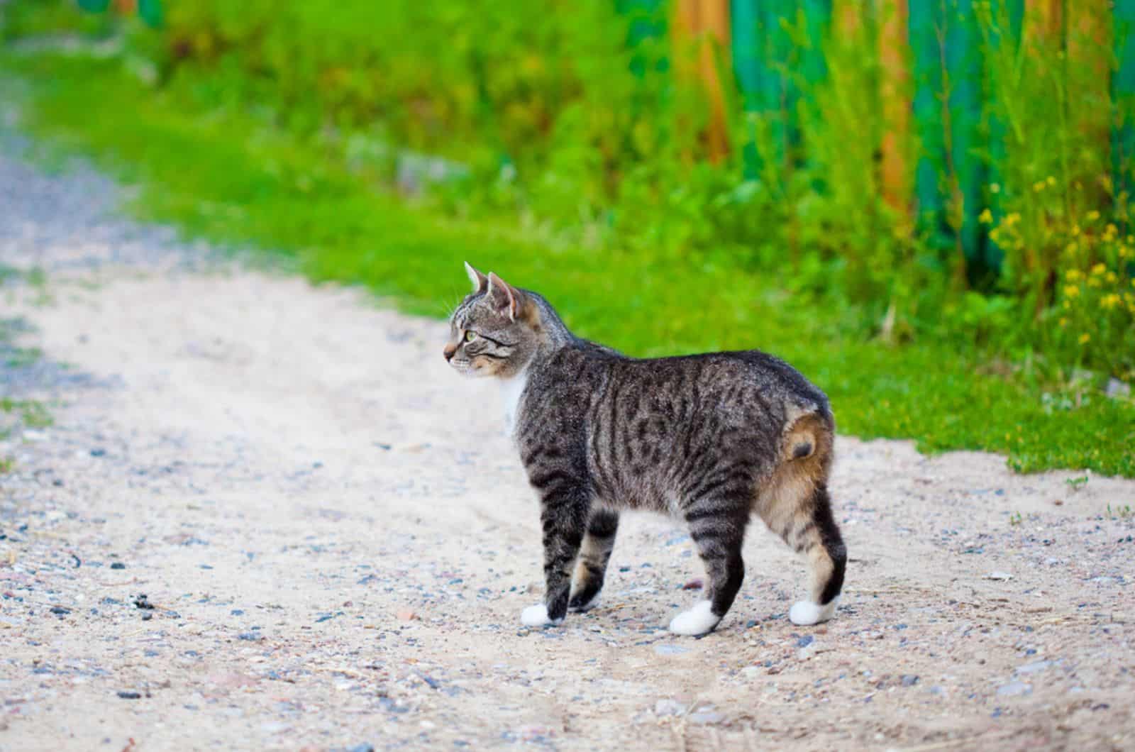 striped stray cat without a tail