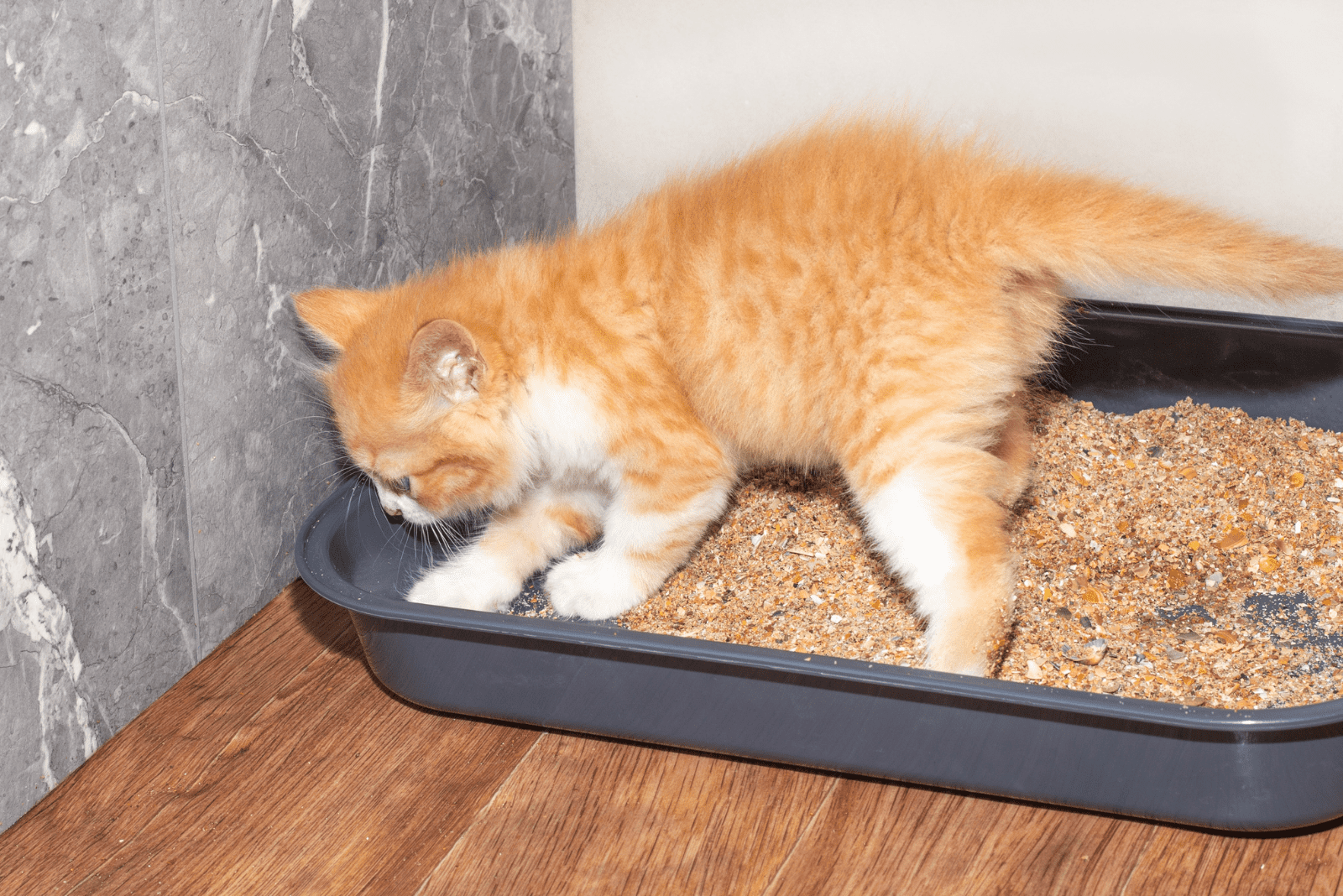 the adorable kitten defecates on the sand