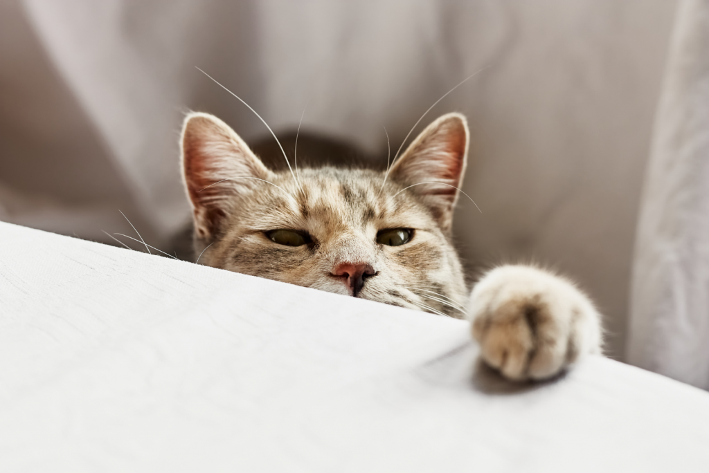 Jacobson Organ Cat Biology 101 Pheromone Detection