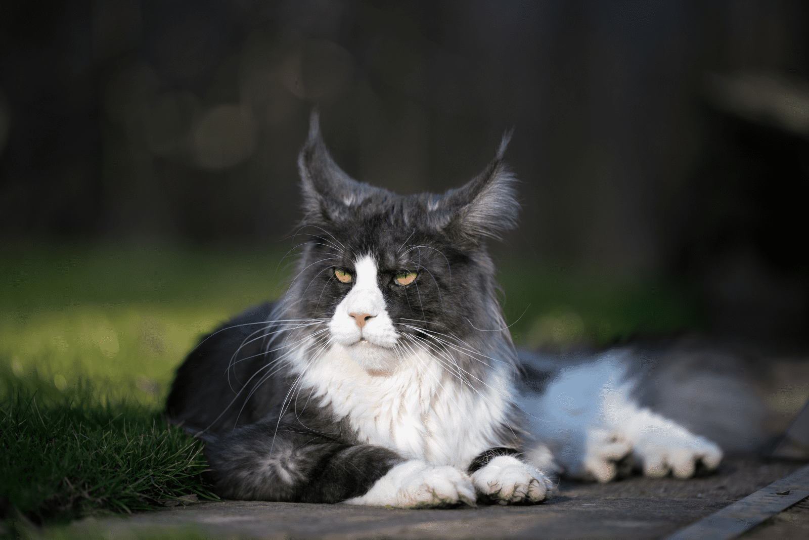 the cat is lying on the pavement