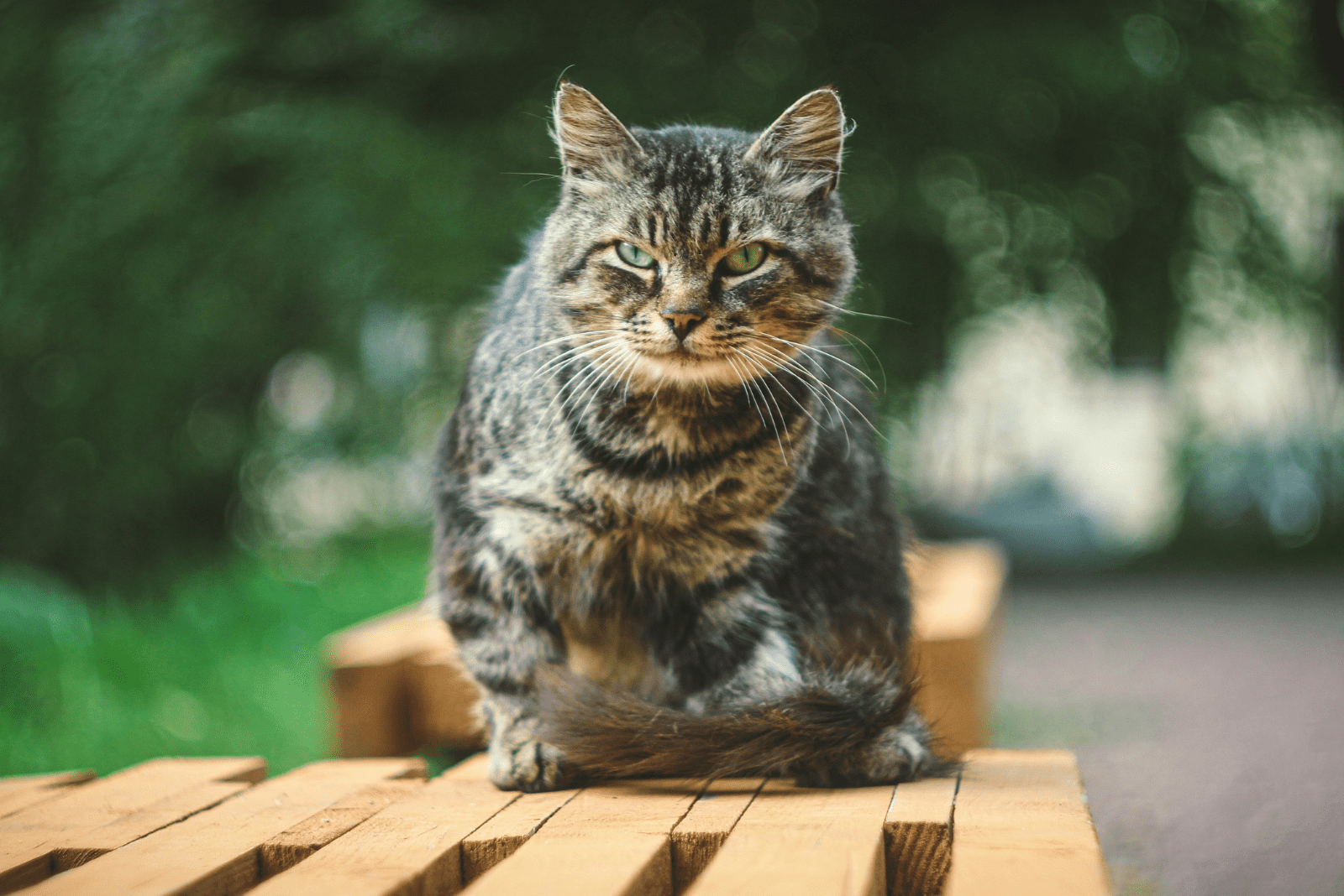 the cat is sitting on the bench