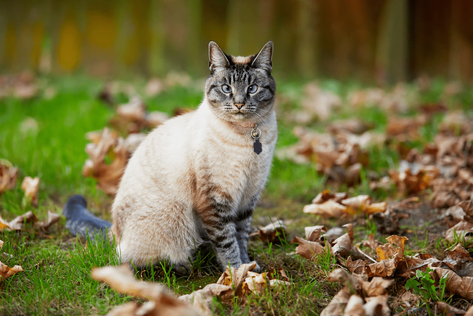 the cat is sitting on the grass