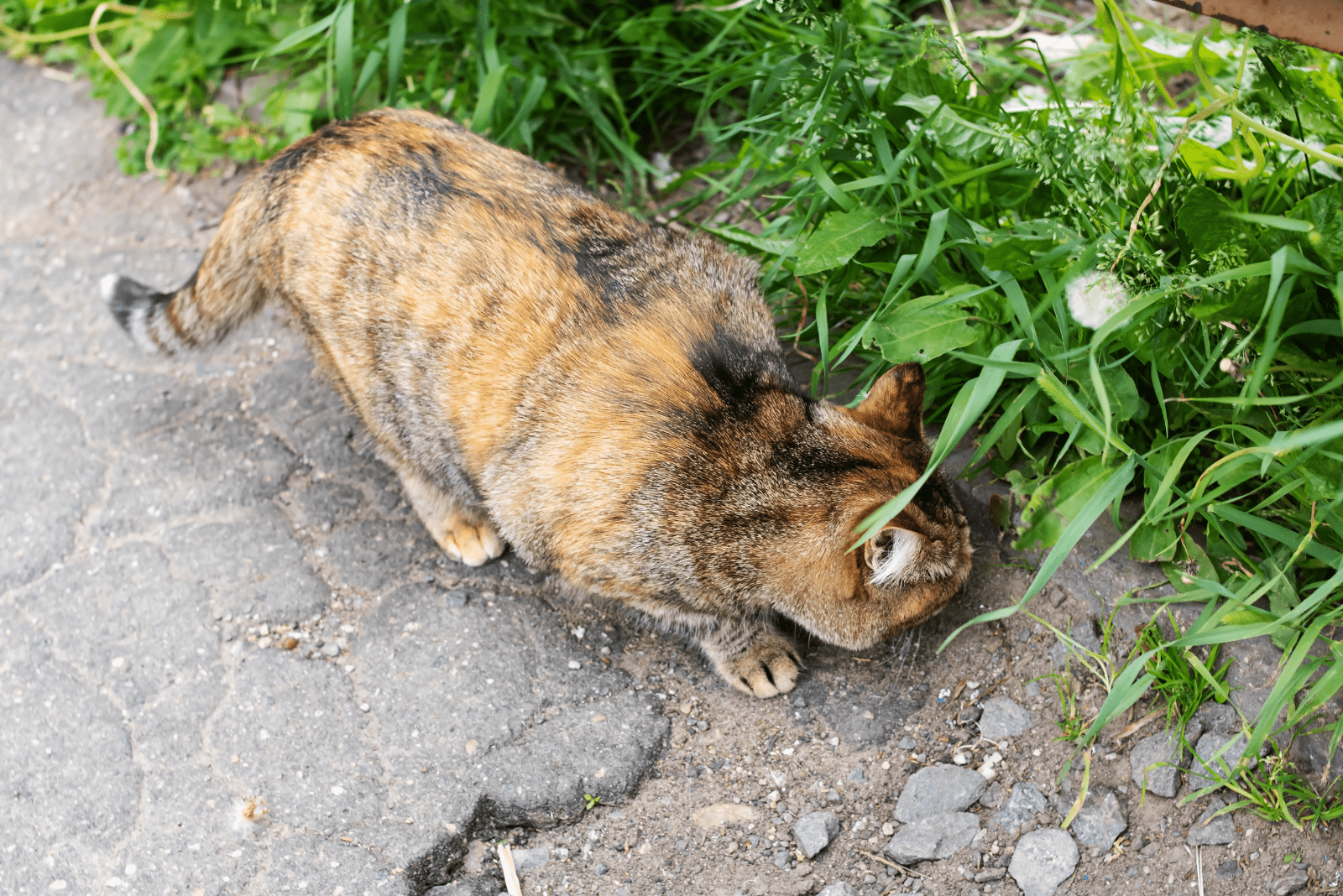 the cat is sniffing in the park