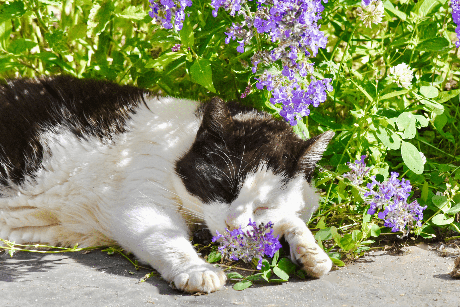the cat sleeps in the flowers