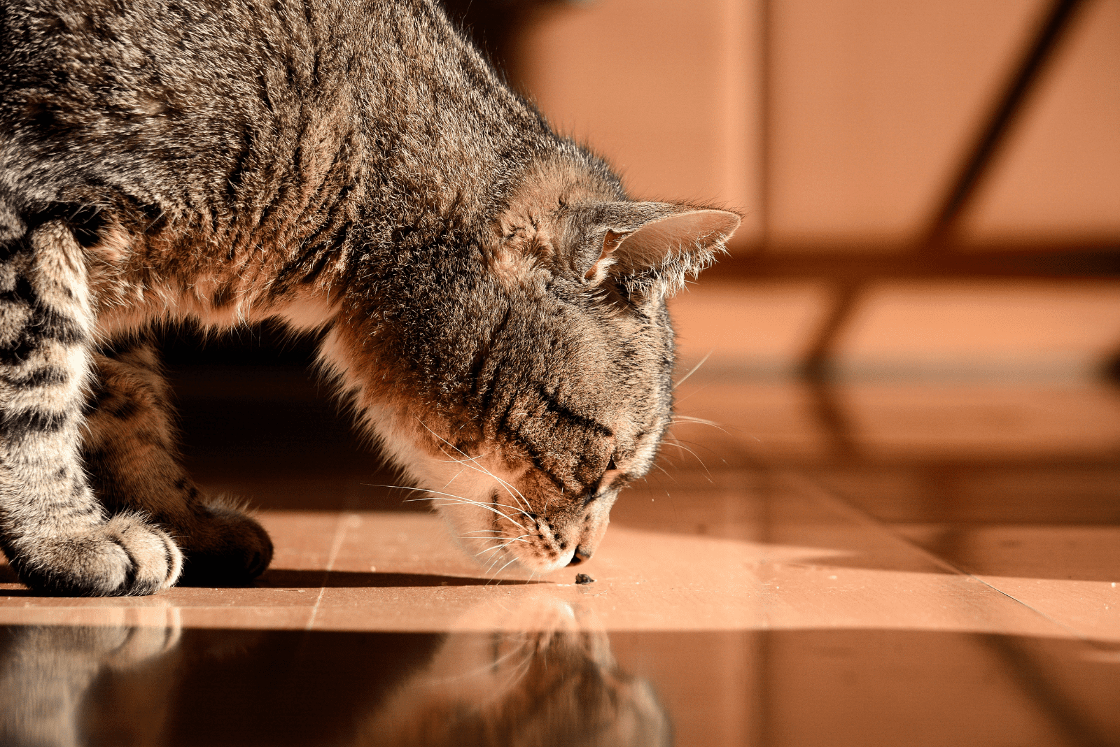 the cat sniffs the tiles