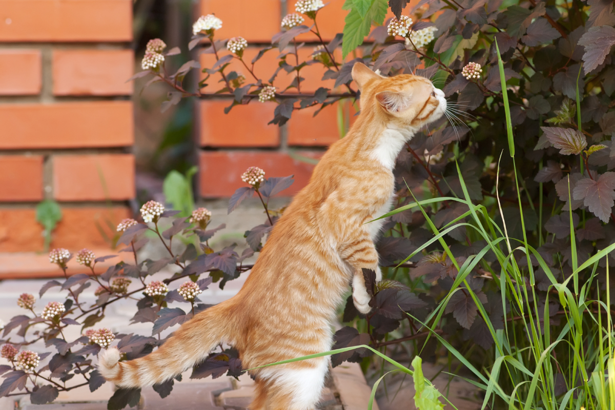 jacobson-organ-cat-biology-101-pheromone-detection
