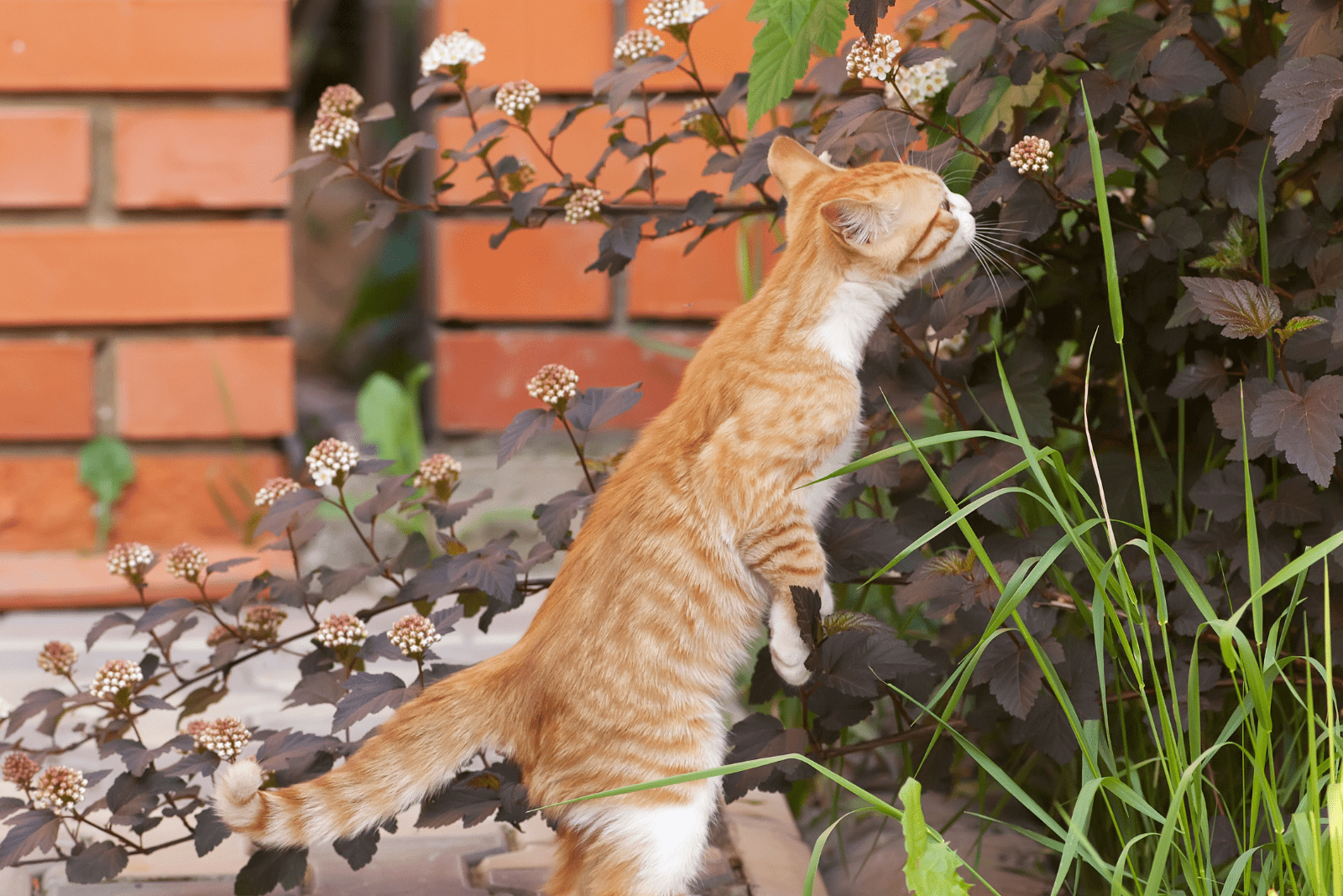 the cat stood up on its hind legs and sniffed