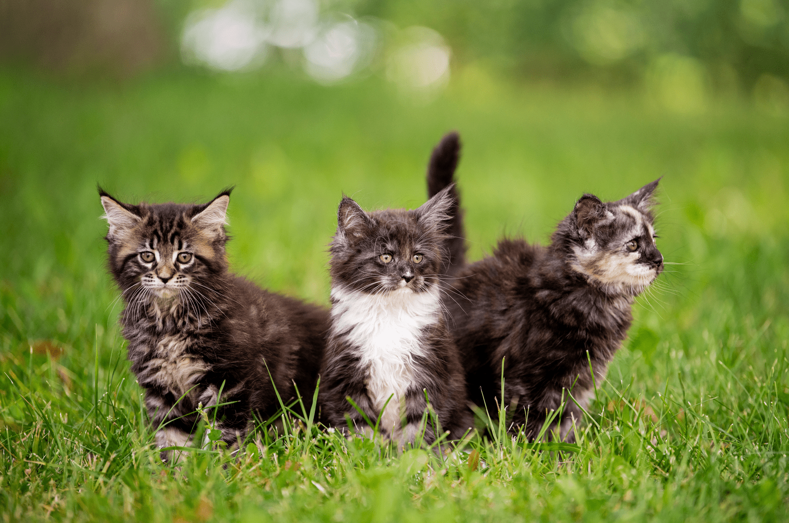 three maine coon kittens