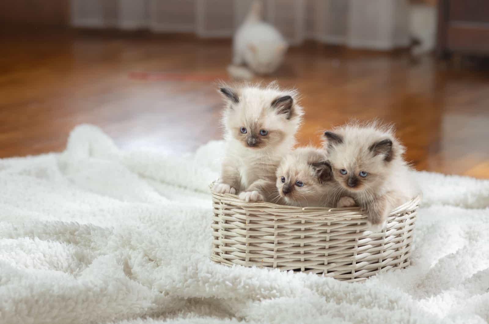 three ragdoll kittens in a basket