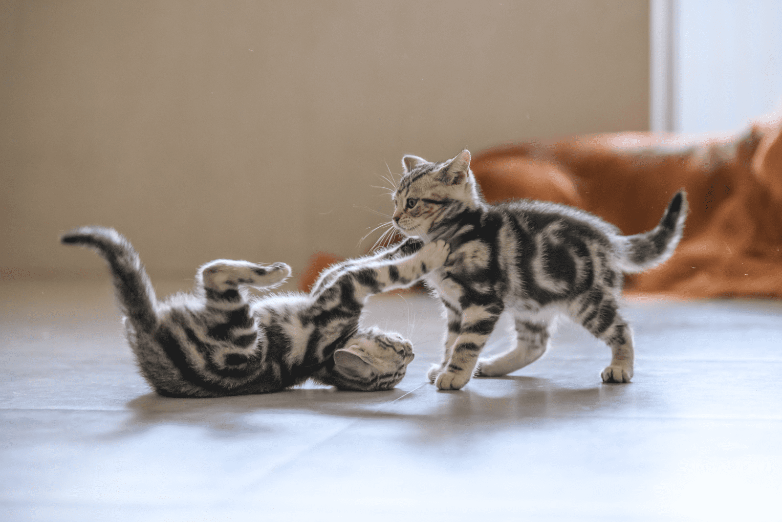 two adorable kittens are playing