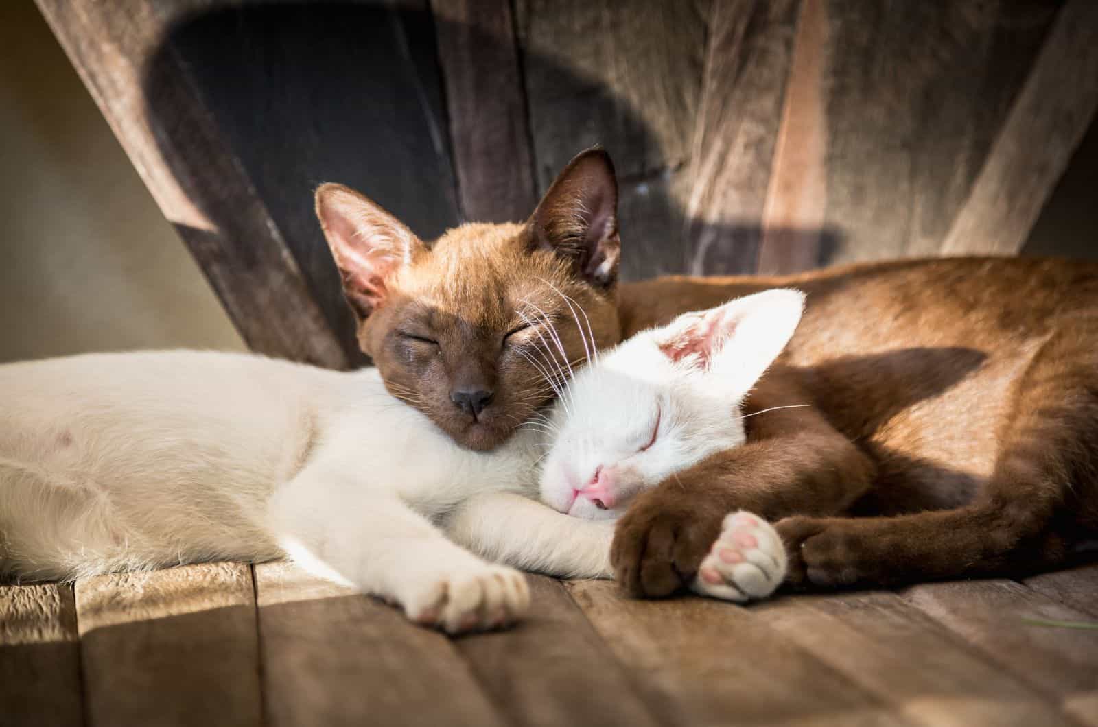 two cats sleeping