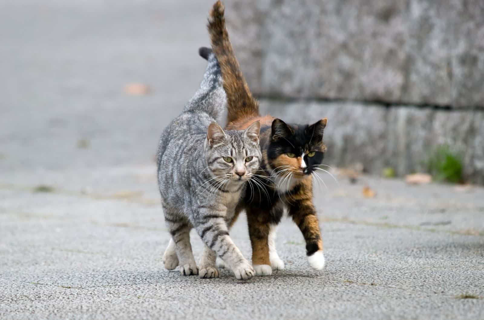 two cats walking outside