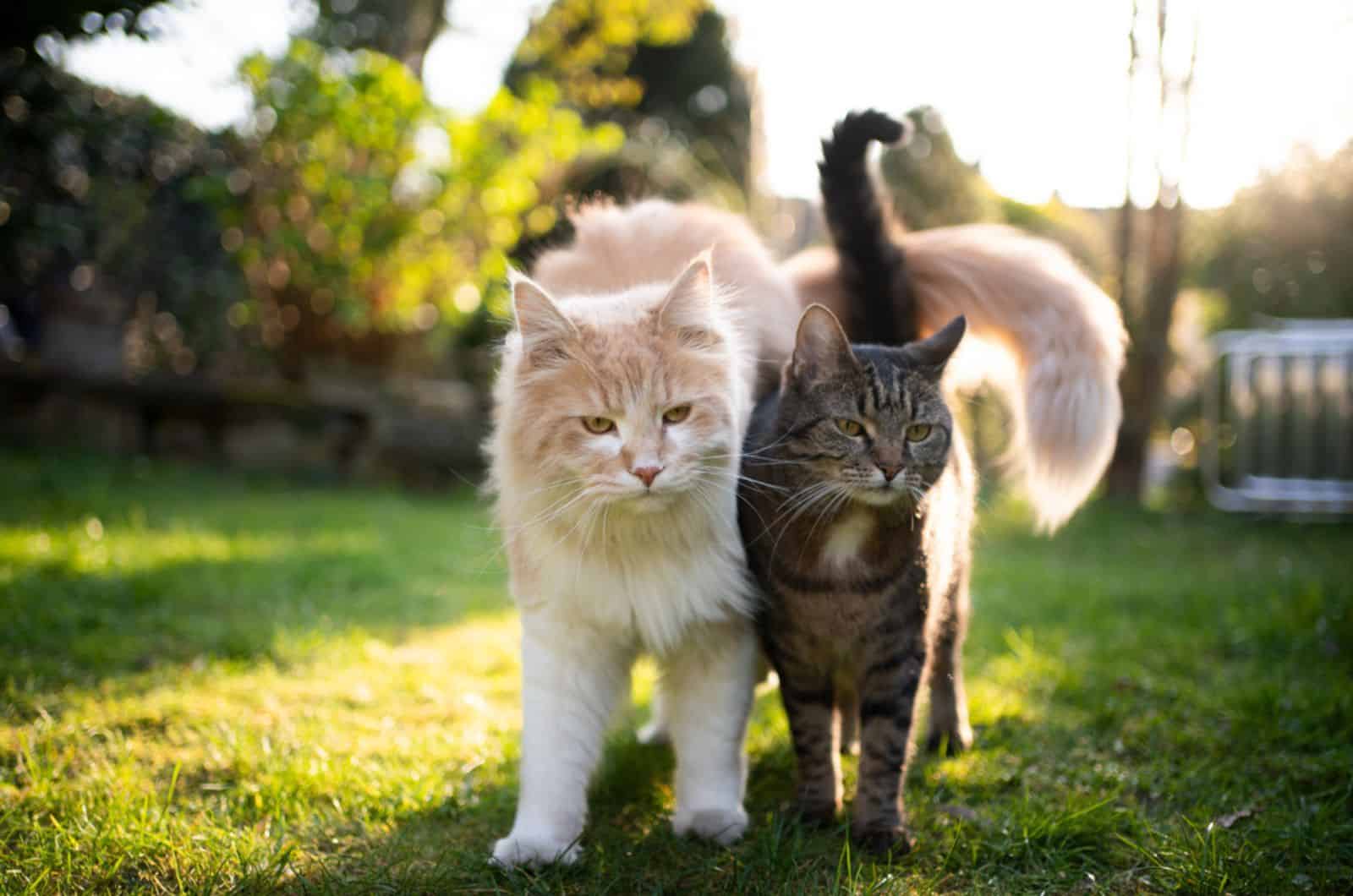 two different cats standing side by side outdoors