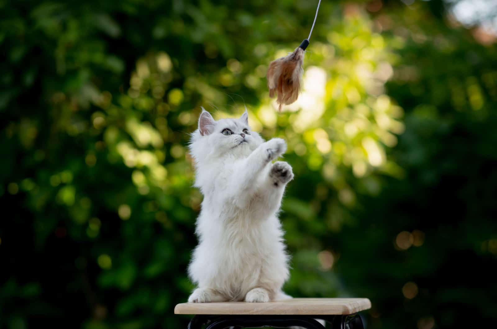 white persian kitten playing