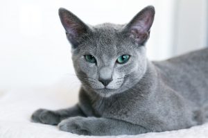 Russian Blue Cat posing for camera