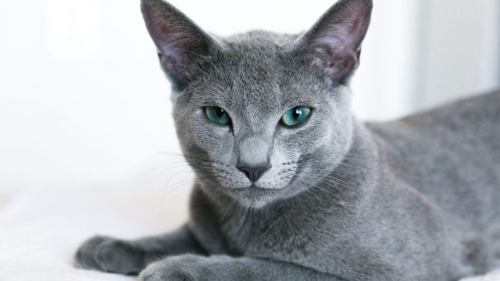 300+ Russian Blue Cat Names You’ll Absolutely Adore